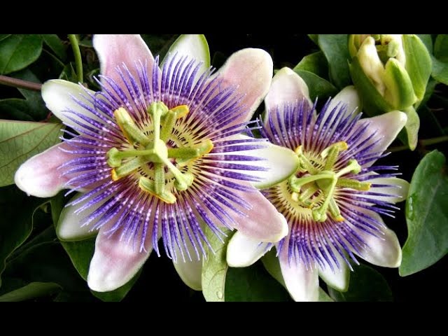 Cómo plantar y cuidar la flor de la pasión