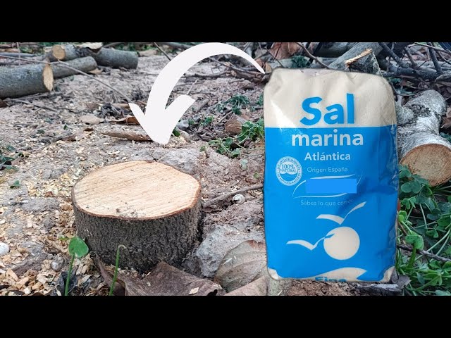 Cómo secar una rama de árbol