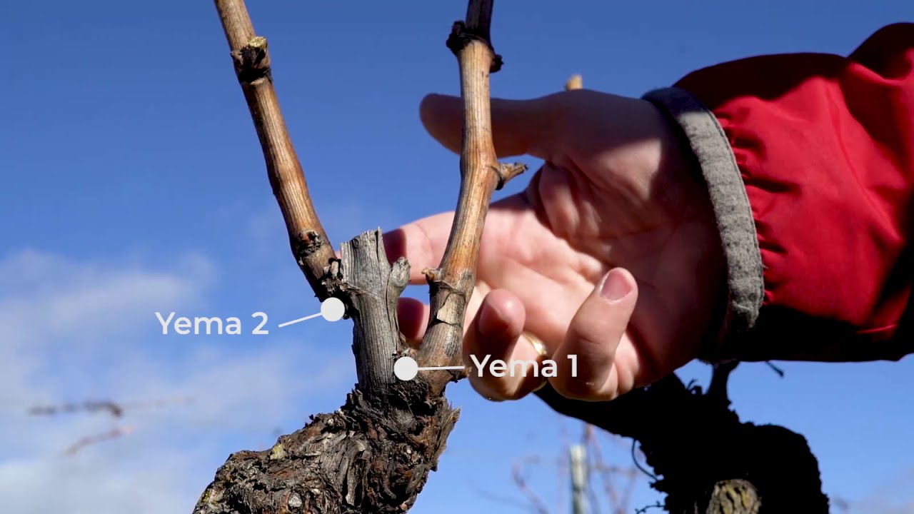 Corte de Poda de Viñas de Uva Moscatel