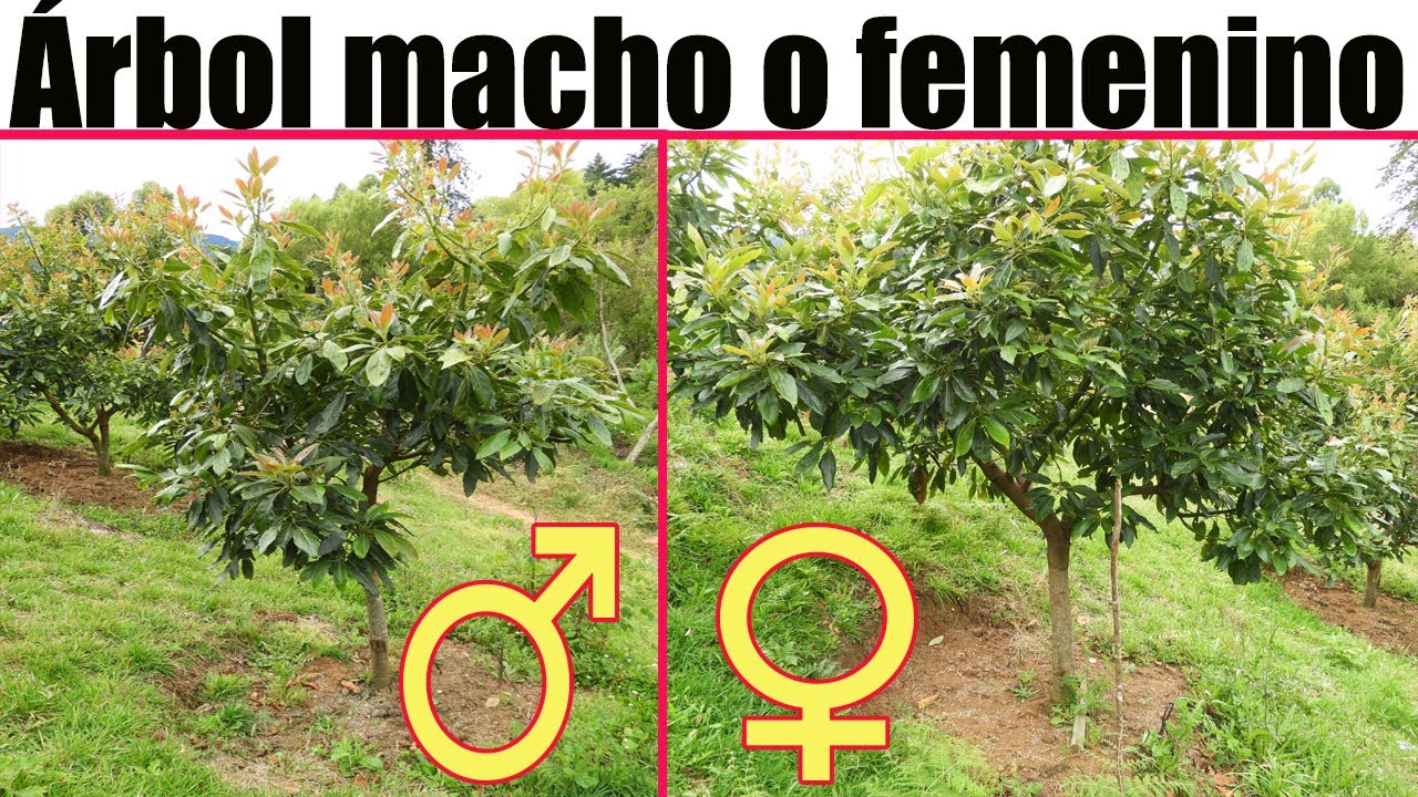 Descripción del árbol de aguacate