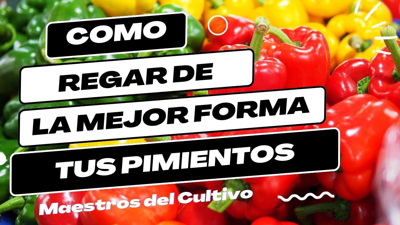 Frecuencia recomendada para regar tomates y pimientos