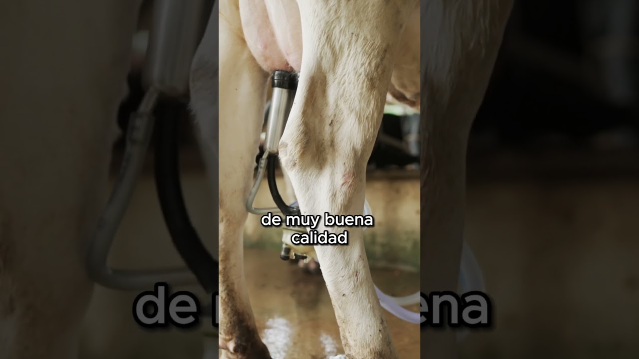 La leche más recomendada según la OCU