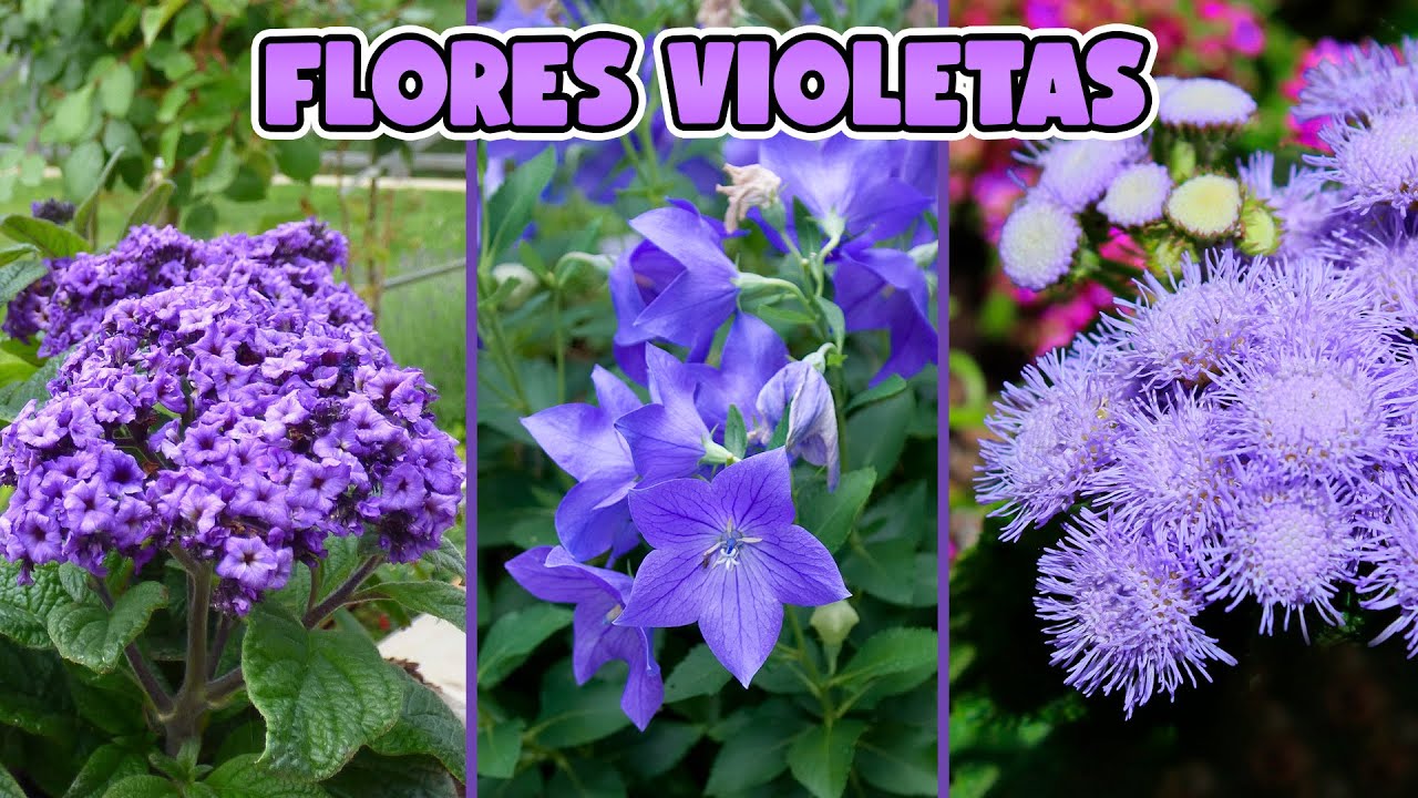 Nombre de árbol con flores de color lila