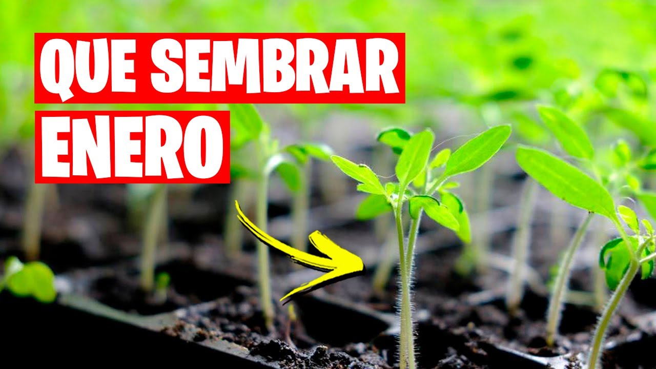 Qué cultivos plantar en enero en Galicia