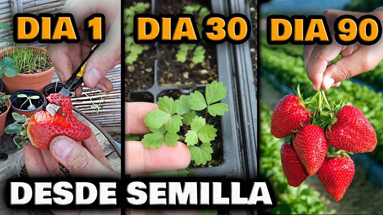 ¿Cuántas semillas en promedio tiene una fresa?