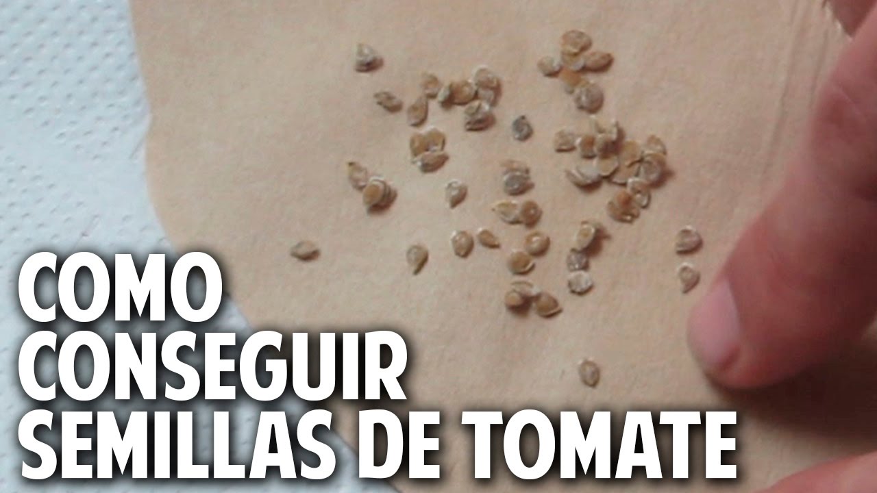 ¿Cuánto tiempo se deben secar las semillas de tomate?