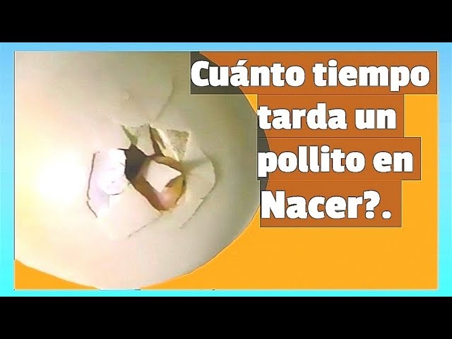¿Cuánto tiempo se tarda un pollito en salir del cascarón?