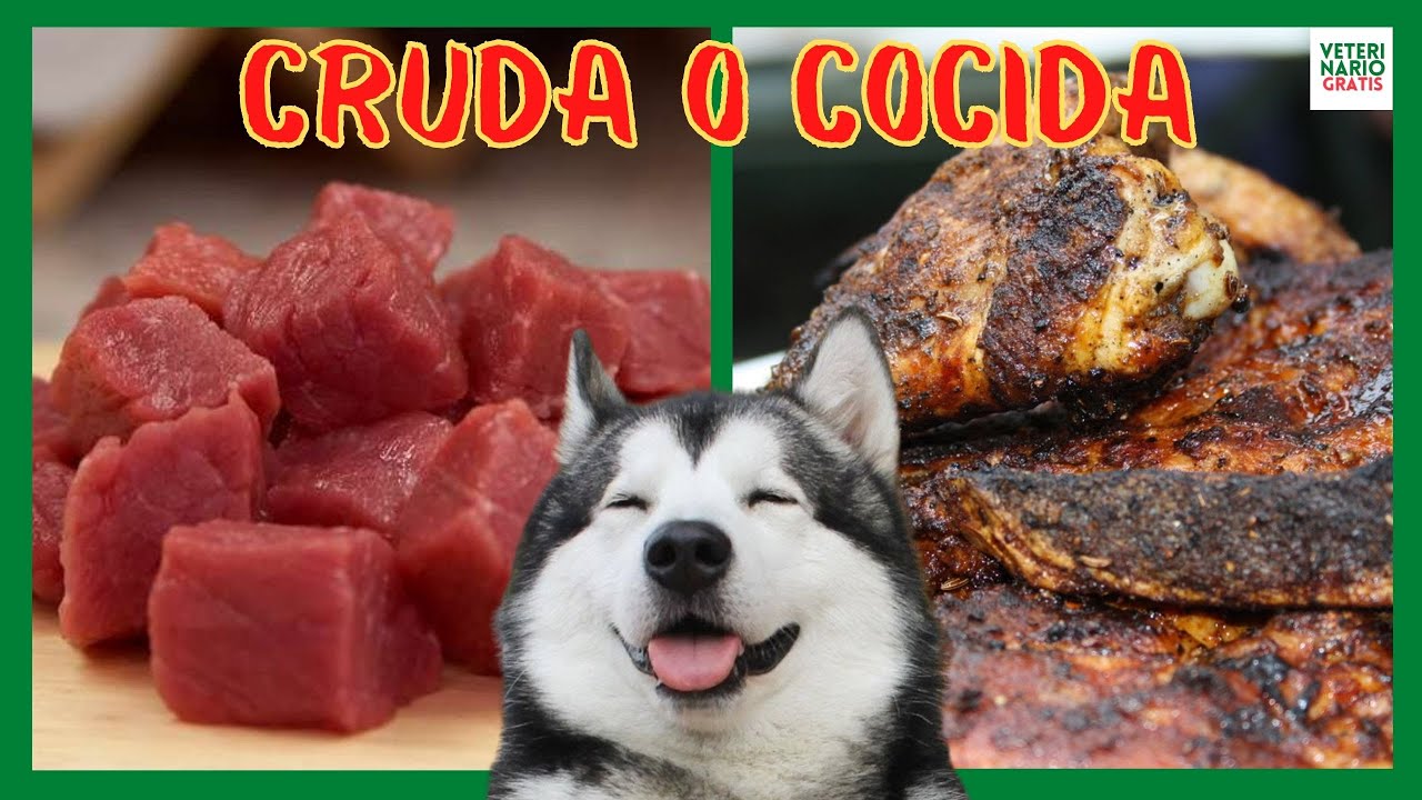 ¿Qué tipo de carne es segura para alimentar a mi perro?