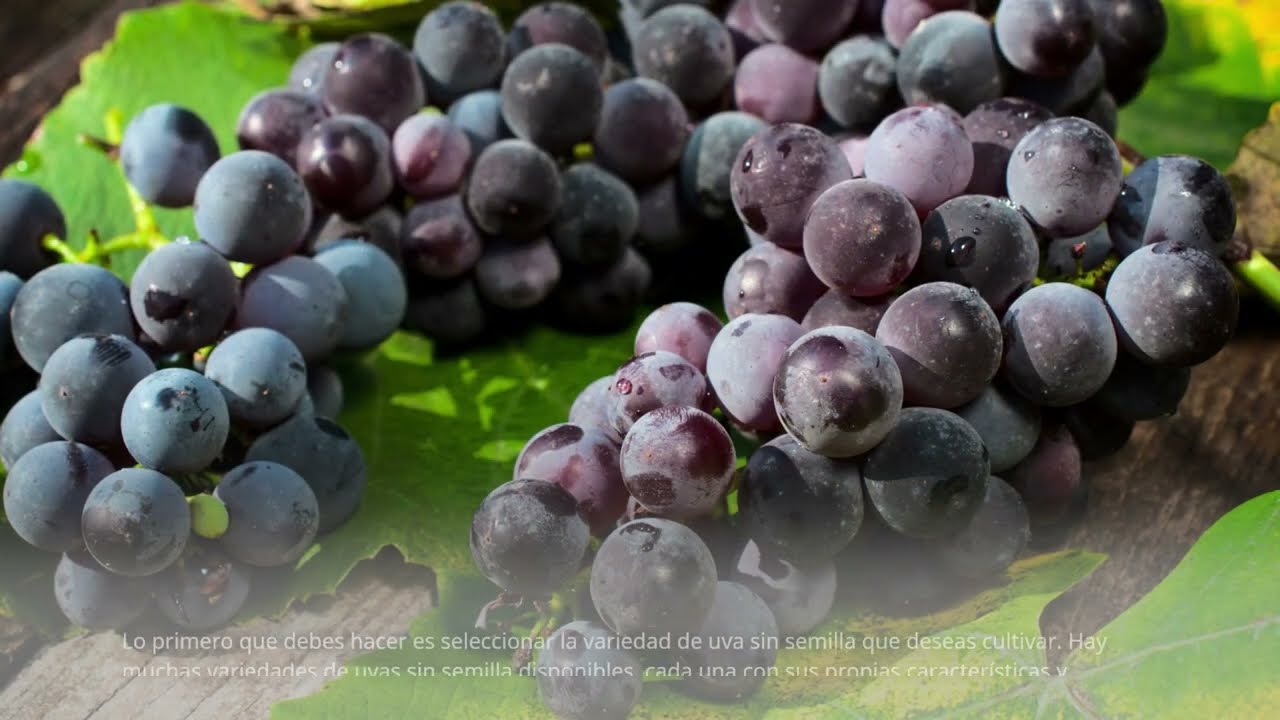 Adquirir uvas sin semillas