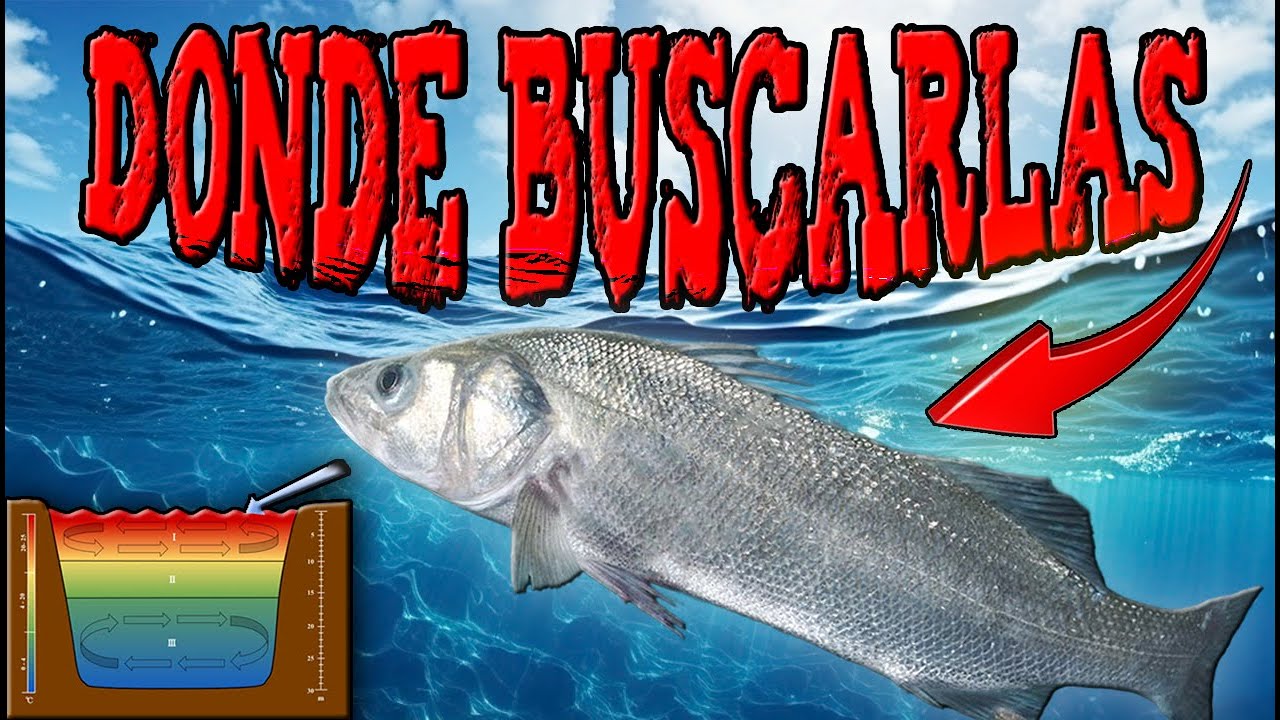 Cebo ideal para atrapar lubinas pescando en profundidad