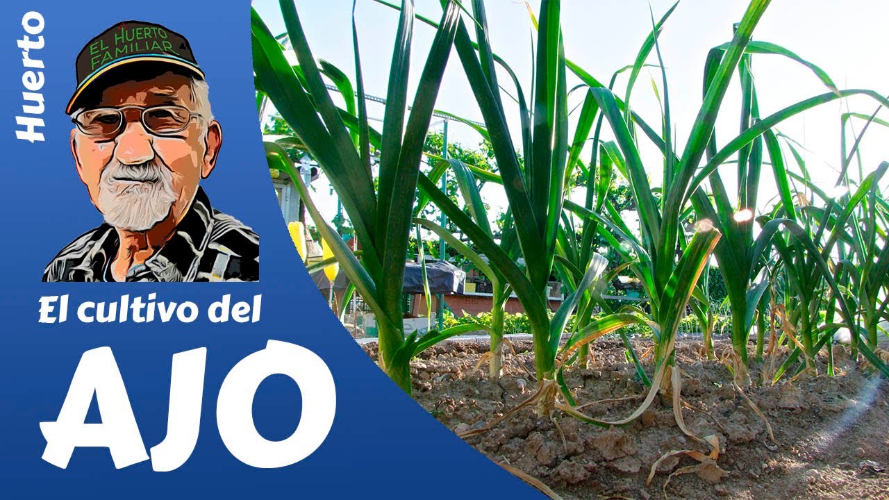 Cómo cultivar ajos en el huerto