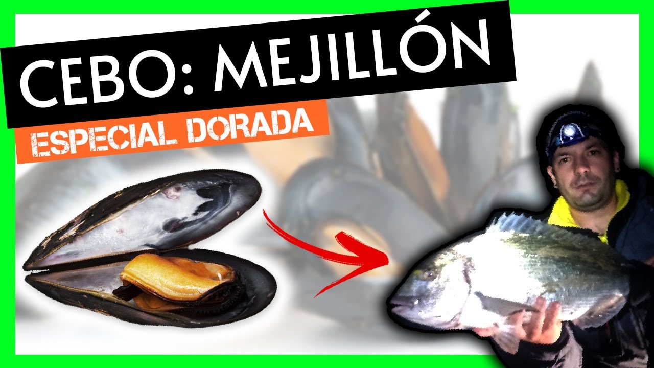 Los cebos más efectivos para pescar doradas