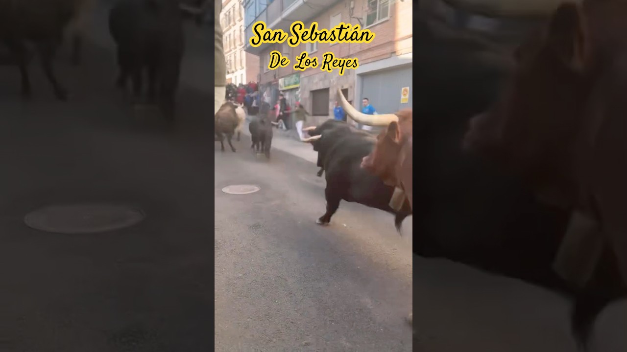 San Sebastián de los Reyes: Tocororo