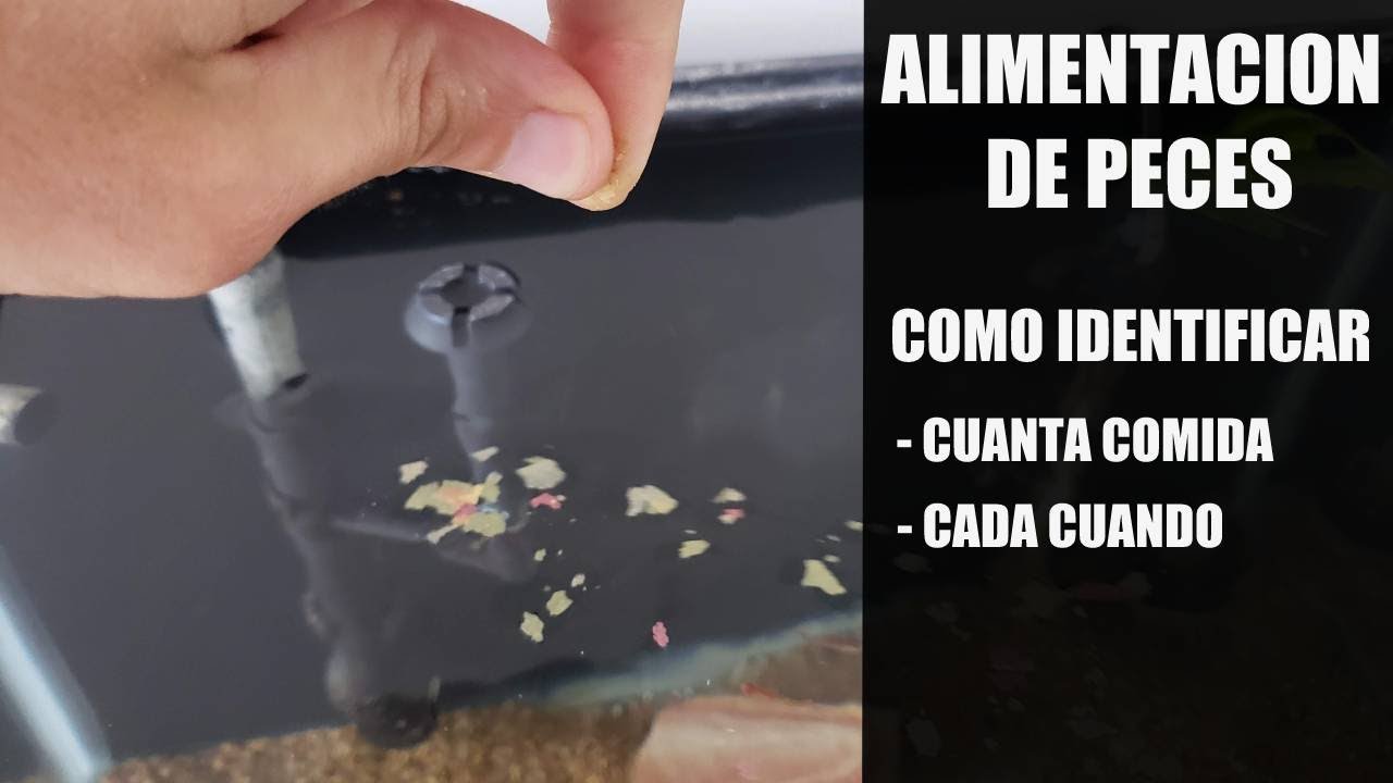 ¿Cuánta comida deben recibir los peces?