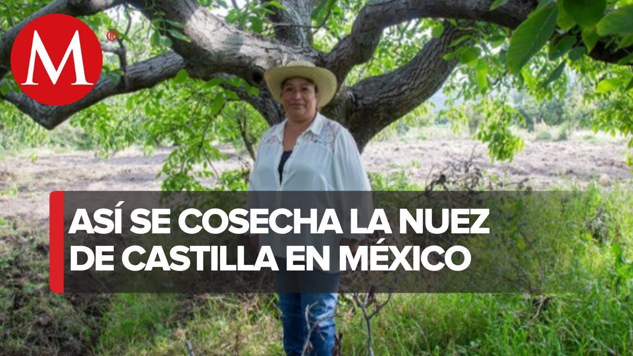 ¿En qué mes se cosechan las nueces?